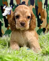 BUFF MALE, a male Cocker Spaniel for sale in Ramsey, IN – 1 of 7