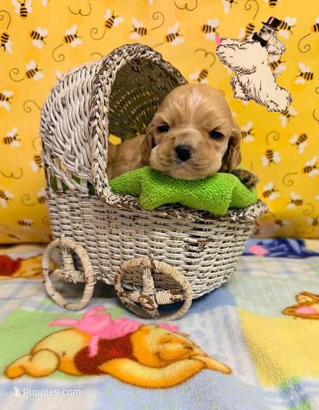 CHAMPION SIRED RED FEMALE – Cocker Spaniel puppy for sale in Ramsey, IN