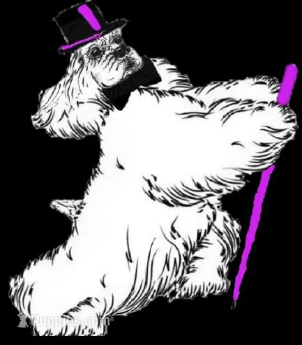 ROANS BROWN, BLUE AND RED – Cocker Spaniel puppy for sale in Ramsey, IN