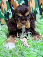 HOLD BROWN & TAN MALE, a male Cocker Spaniel for sale in Ramsey, IN – 2 of 7