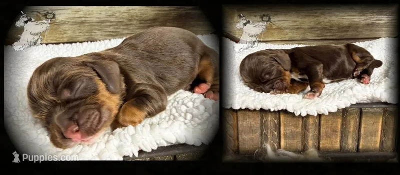 BROWN & TAN MALE – Cocker Spaniel puppy for sale in Ramsey, IN