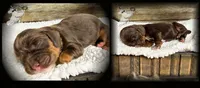 BROWN & TAN MALE, a male Cocker Spaniel for sale in Ramsey, IN – 3 of 5
