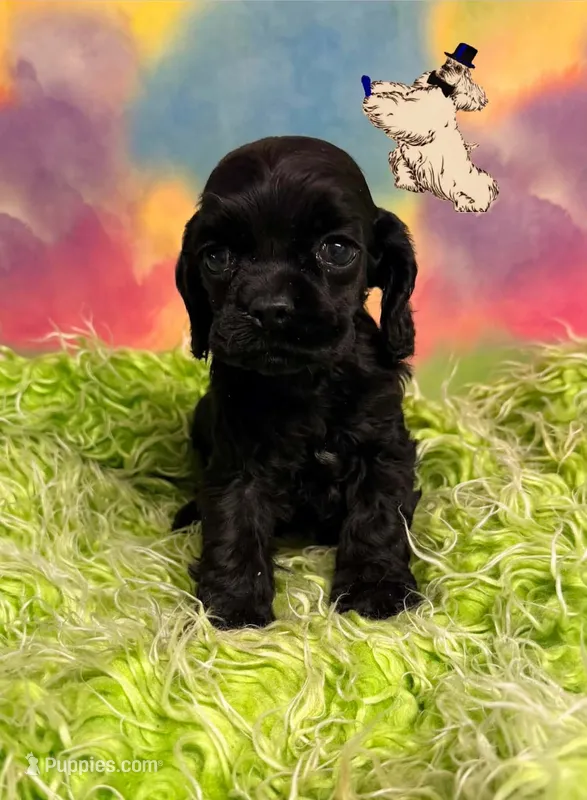 AKC CHAMPION SIRED – Cocker Spaniel puppy for sale in Ramsey, IN