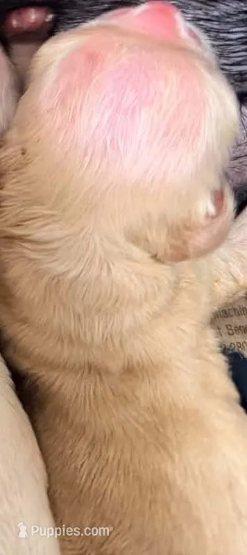 AKC CHAMPION SIRED FEMALE – Cocker Spaniel puppy for sale in Ramsey, IN