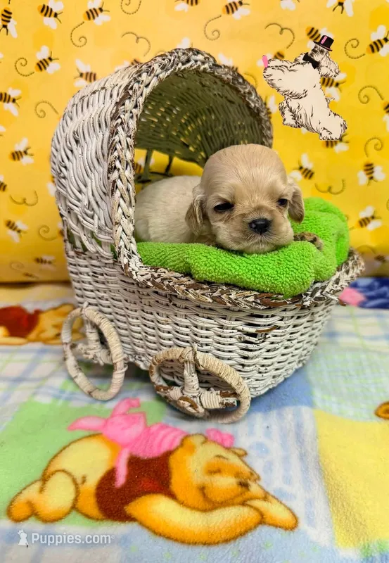 SILVER CHAMPION SIRED FEMALE – Cocker Spaniel puppy for sale in Ramsey, IN