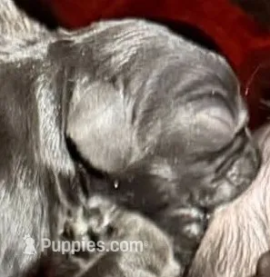 AKC CHAMPION SIRED – Cocker Spaniel puppy for sale in Ramsey, IN