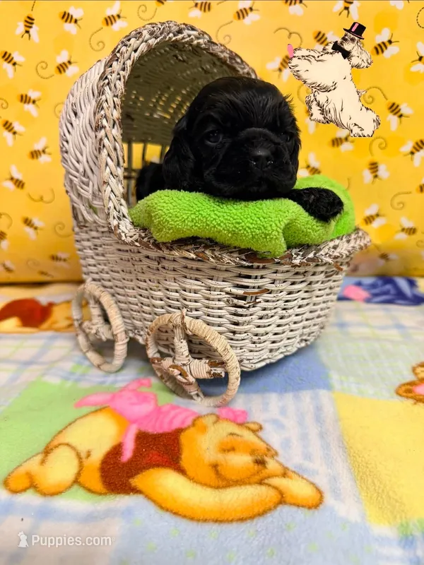 CHAPION SIRED BLACK FEMALE – Cocker Spaniel puppy for sale in Ramsey, IN