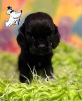 BLACK MALE 2, a male Cocker Spaniel for sale in Ramsey, IN – 1 of 1