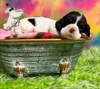 BROWN TRI FEMALE, a female Cocker Spaniel for sale in Ramsey, IN – 3 of 3