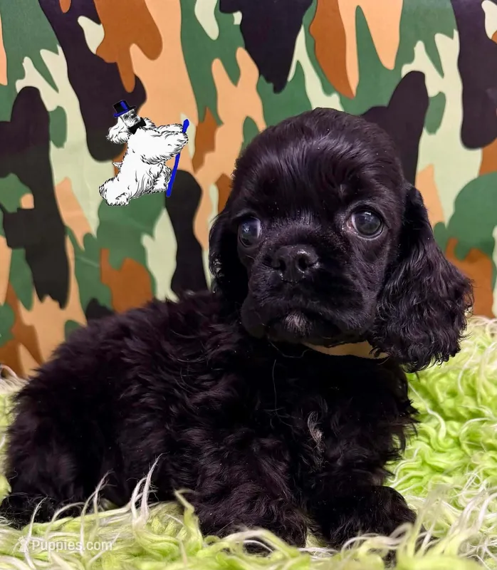 BLACK MALE 2 – Cocker Spaniel puppy for sale in Ramsey, IN
