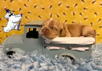BUFF MALE, a male Cocker Spaniel for sale in Ramsey, IN – 4 of 7
