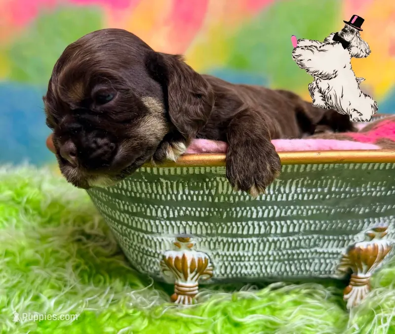 BROWN & TAN FEMALE – Cocker Spaniel puppy for sale in Ramsey, IN