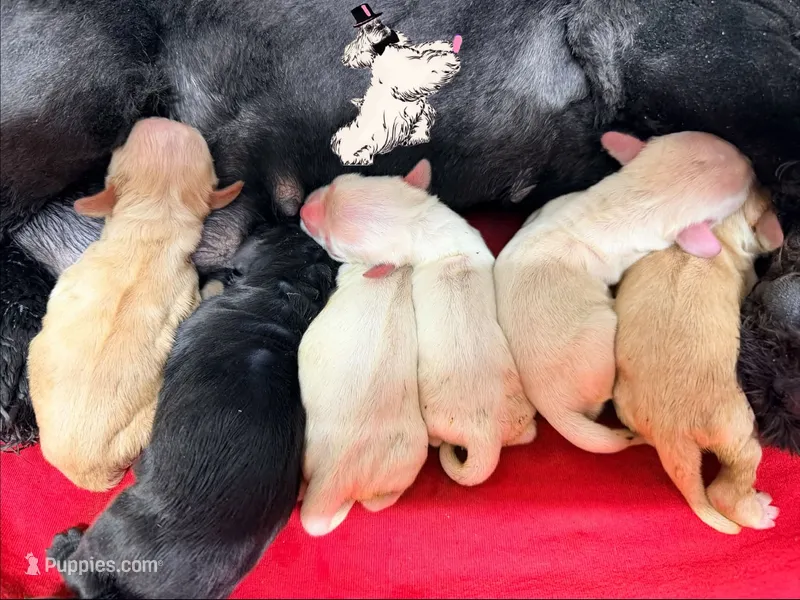 CHAMPION SIRED RED FEMALE – Cocker Spaniel puppy for sale in Ramsey, IN