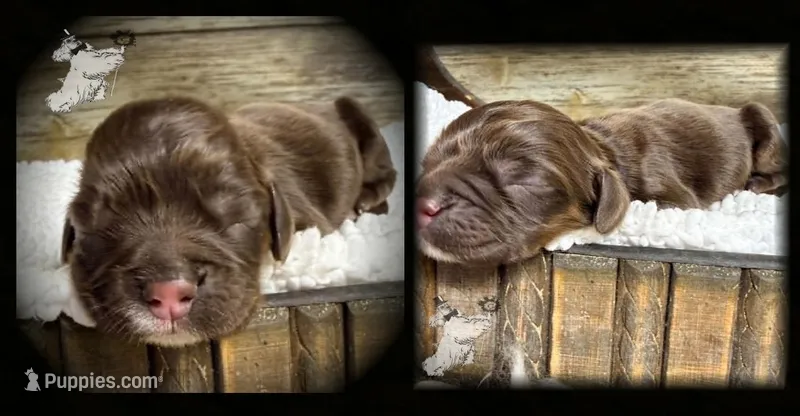 BROWN & TAN FEMALE – Cocker Spaniel puppy for sale in Ramsey, IN