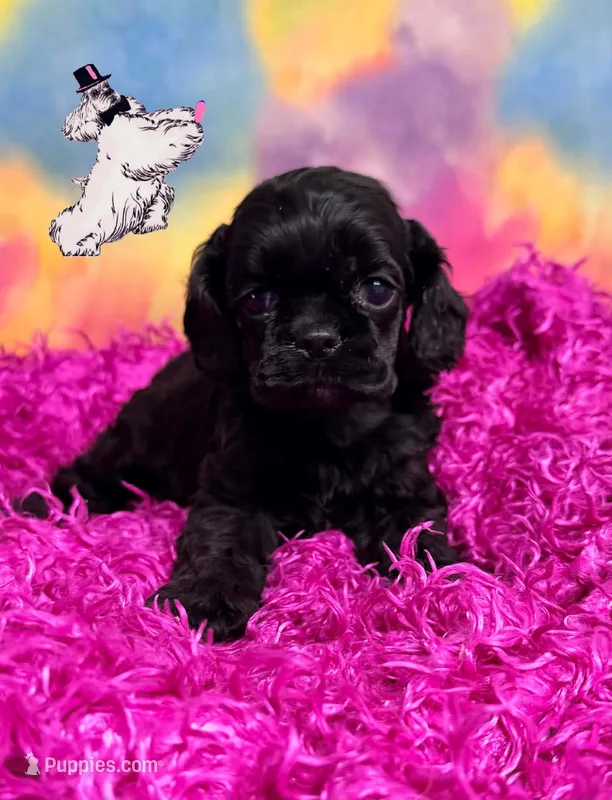 BLACK FEMALE 2 – Cocker Spaniel puppy for sale in Ramsey, IN