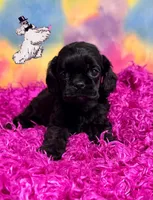 BLACK FEMALE 2, a female Cocker Spaniel for sale in Ramsey, IN – 1 of 1