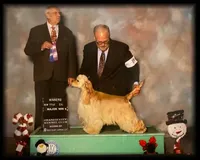 AKC CHAMPION MALE, a male Cocker Spaniel for sale in Ramsey, IN – 1 of 1