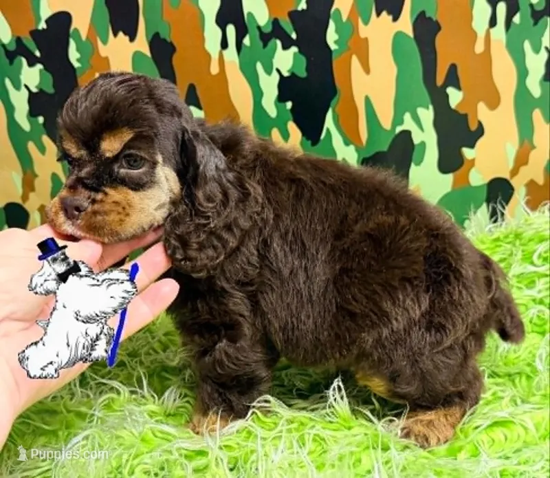 BROWN & TAN MALE – Cocker Spaniel puppy for sale in Ramsey, IN
