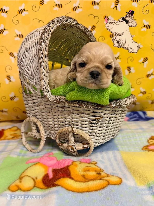 Dolly Silver – Cocker Spaniel puppy for sale in Ramsey, IN