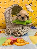 Dolly Silver, a female Cocker Spaniel for sale in Ramsey, IN – 1 of 1