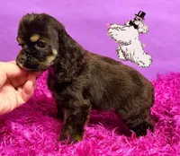 BROWN TAN FEMALE, a female Cocker Spaniel for sale in Ramsey, IN – 2 of 2