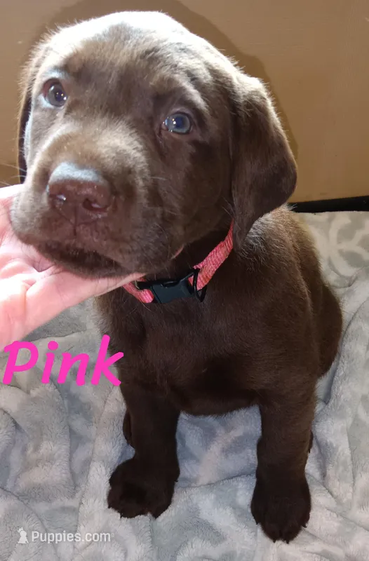 Pink collar  – Labrador Retriever puppy for sale in Shelton, WA