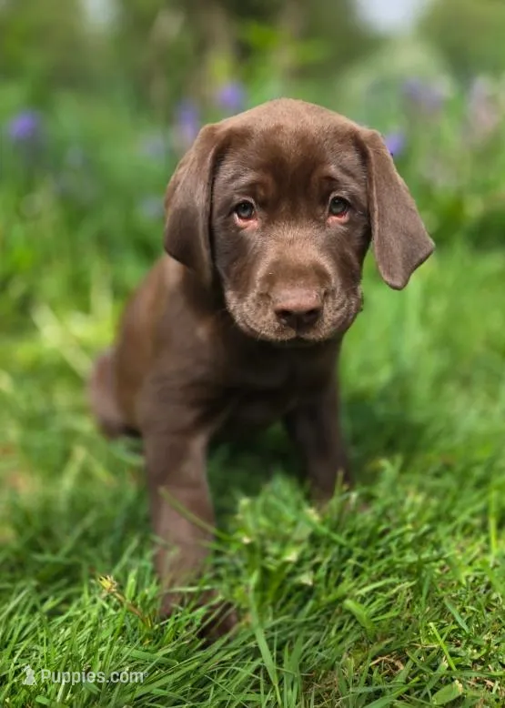 Blue, (formally Grey collar)  – Labrador Retriever puppy for sale in Shelton, WA