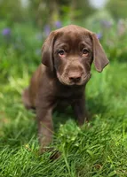 Blue, (formally Grey collar) , a male Labrador Retriever for sale in Shelton, WA – 1 of 6