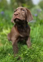 Blue, (formally Grey collar) , a male Labrador Retriever for sale in Shelton, WA – 2 of 6