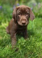 Blue, (formally Grey collar) , a male Labrador Retriever for sale in Shelton, WA – 3 of 6