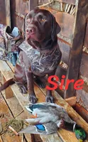 Blue, (formally Grey collar) , a male Labrador Retriever for sale in Shelton, WA – 5 of 6