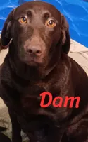 Blue, (formally Grey collar) , a male Labrador Retriever for sale in Shelton, WA – 4 of 6