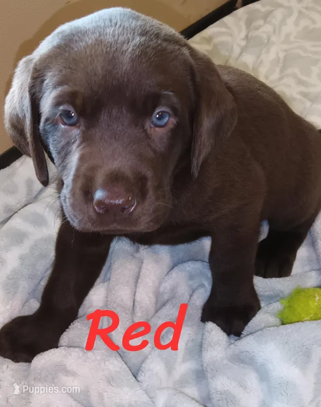 Red collar  – Labrador Retriever puppy for sale in Shelton, WA