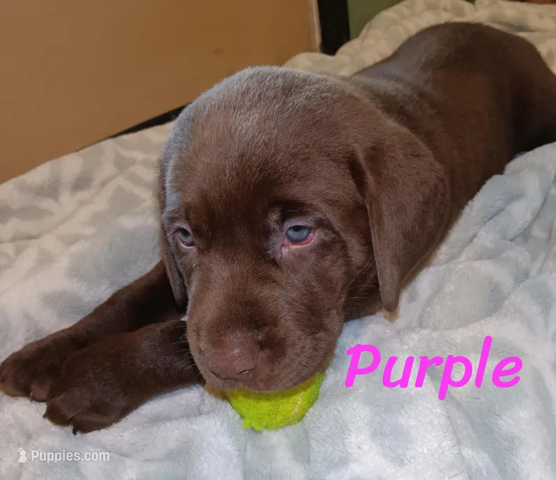 Purple collar  – Labrador Retriever puppy for sale in Shelton, WA