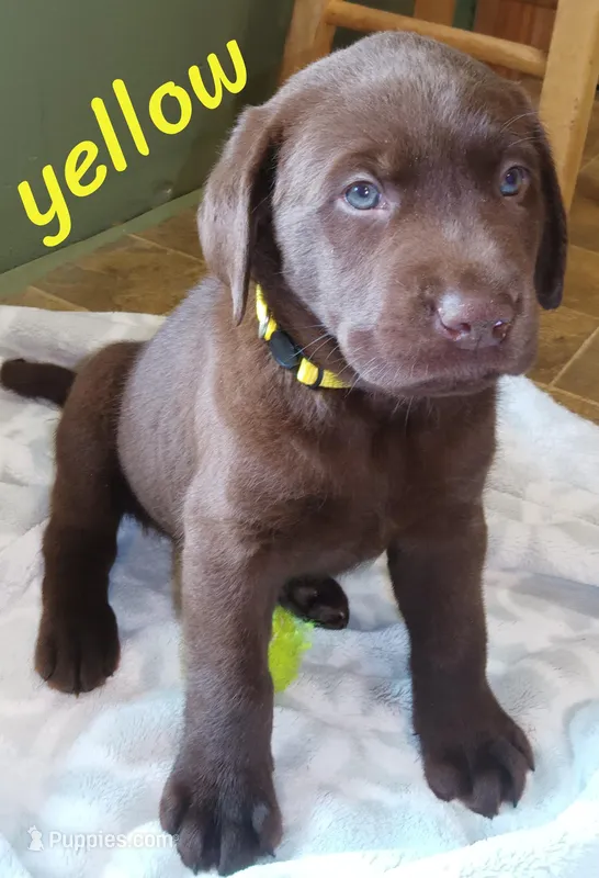 Yellow collar  – Labrador Retriever puppy for sale in Shelton, WA