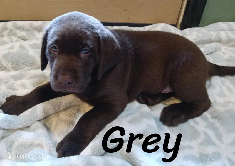 Grey collar  – Labrador Retriever puppy for sale in Shelton, WA