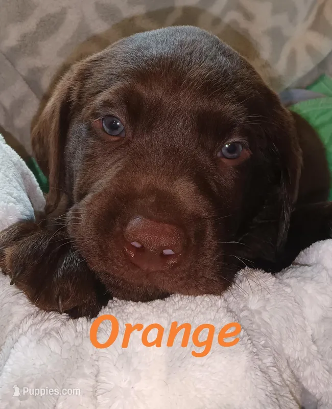 Orange collar  – Labrador Retriever puppy for sale in Shelton, WA