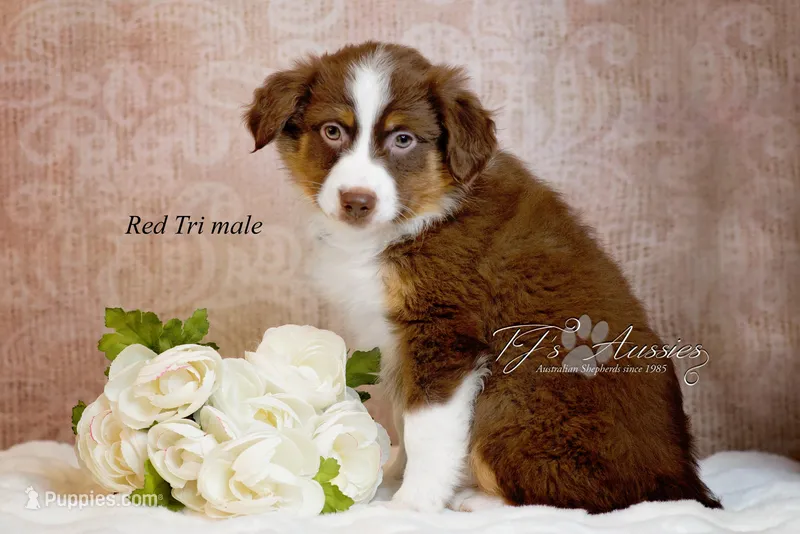Ross – Australian Shepherd puppy for sale in Mechanicsburg, PA