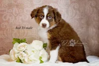 Ross, a male Australian Shepherd for sale in Mechanicsburg, PA – Photo 1 of 4