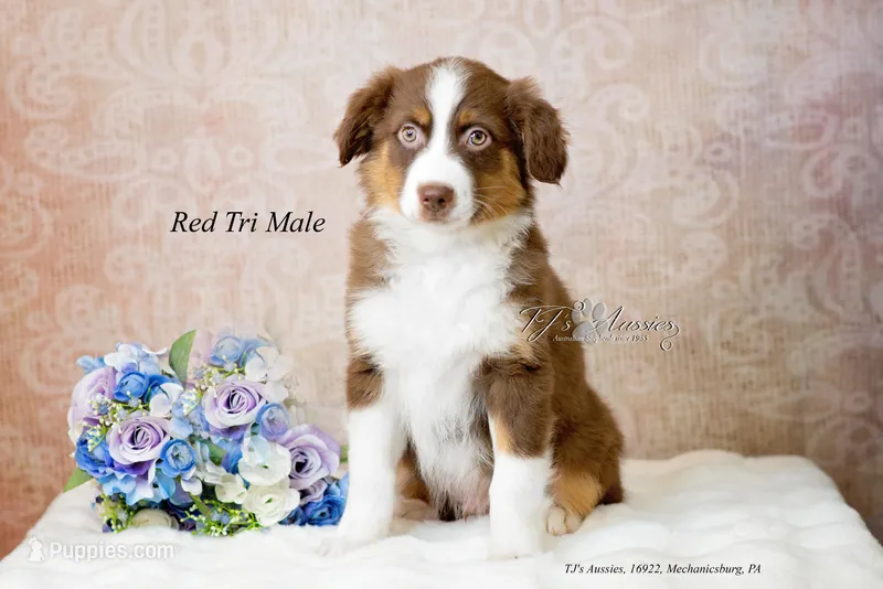 Ross – Australian Shepherd puppy for sale in Mechanicsburg, PA