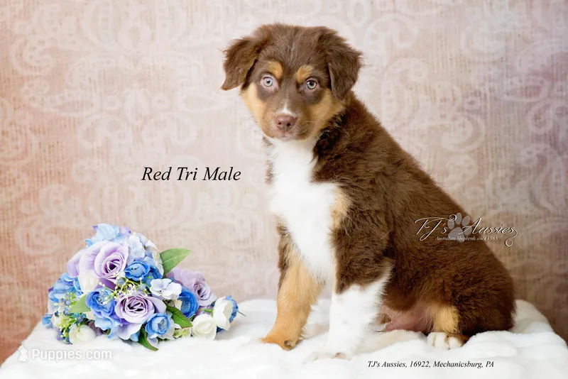 Rugger – Australian Shepherd puppy for sale in Mechanicsburg, PA