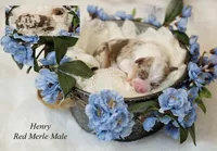 Henry , a male Australian Shepherd for sale in Mechanicsburg, PA – Photo 1 of 3