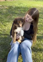 Rugger, a male Australian Shepherd for sale in Mechanicsburg, PA – Photo 4 of 4