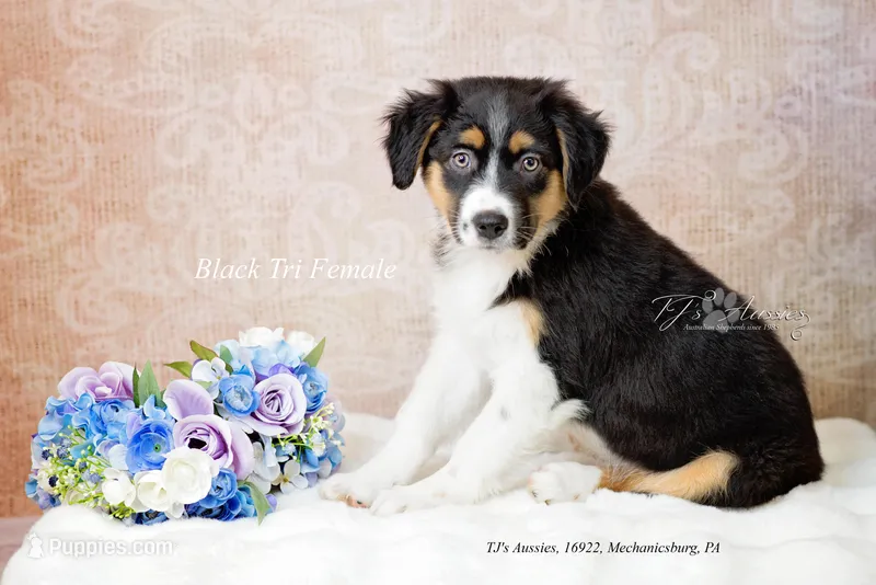 Raven – Miniature Australian Shepherd puppy for sale in Mechanicsburg, PA