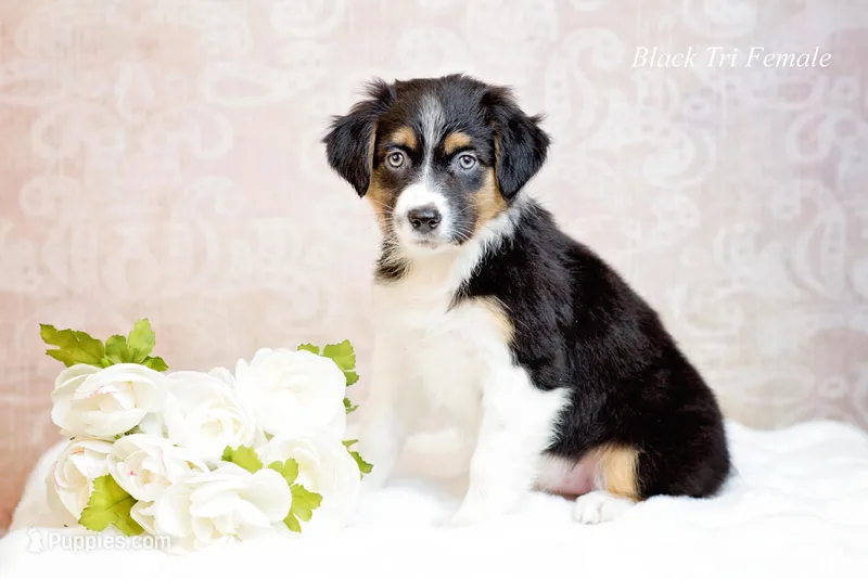 Raven – Miniature Australian Shepherd puppy for sale in Mechanicsburg, PA