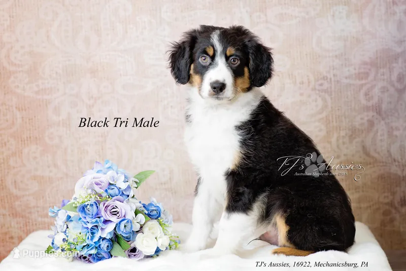 Rick – Australian Shepherd puppy for sale in Mechanicsburg, PA