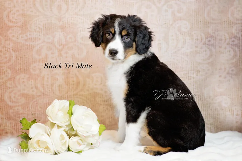 Rick – Australian Shepherd puppy for sale in Mechanicsburg, PA