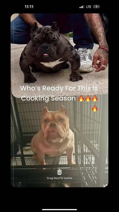Joker , a male American Bully for sale in Schenectady, NY – 5 of 5