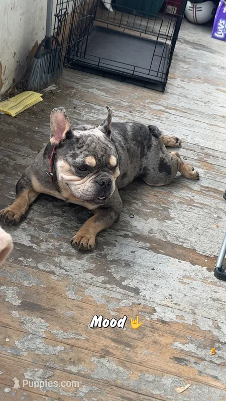 Joker  – American Bully puppy for sale in Schenectady, NY