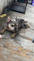 Joker , a male American Bully for sale in Schenectady, NY – 1 of 5